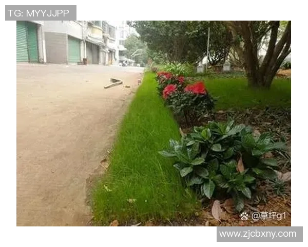 邻居足球：在社区中传递友谊与团结的绿色草坪故事